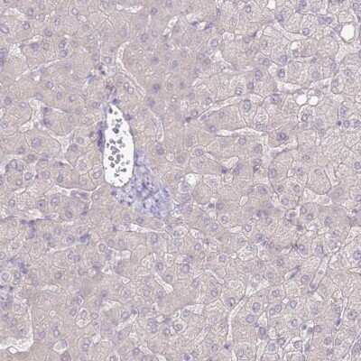Immunohistochemistry-Paraffin: SLC44A4 Antibody [NBP2-33476]