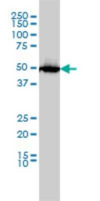 Western Blot: SLC45A2 Antibody (2F4) [H00051151-M01]