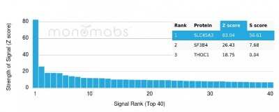 Protein Array: SLC45A3/Prostein Antibody (ZR9) [NBP3-07403]