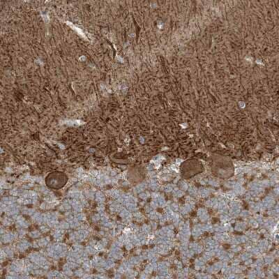 Immunohistochemistry-Paraffin: SLC4A10 Antibody [NBP1-82594]