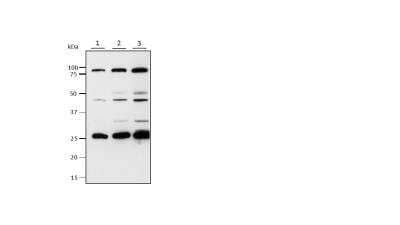 Western Blot: SLC4A11 Antibody [NBP1-46156]