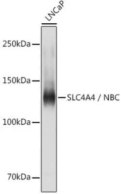 Western Blot: SLC4A4 AntibodyAzide and BSA Free [NBP2-94138]