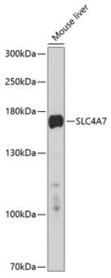 Western Blot: SLC4A7/Sodium bicarbonate cotransporter 3 AntibodyBSA Free [NBP2-93380]