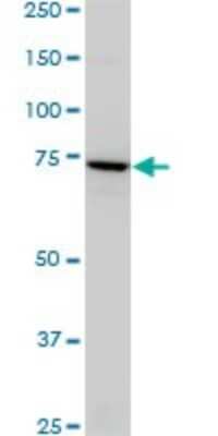 Western Blot: SLC4A8 Antibody (1G10) [H00009498-M05]