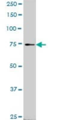 Western Blot: SLC4A8 Antibody (1G10) [H00009498-M05]