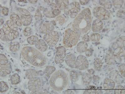 Immunohistochemistry-Paraffin: SLC4A8 Antibody (6E11) [H00009498-M04]