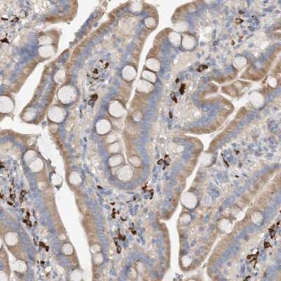 Immunohistochemistry-Paraffin: SLC5A11 Antibody [NBP1-82862]