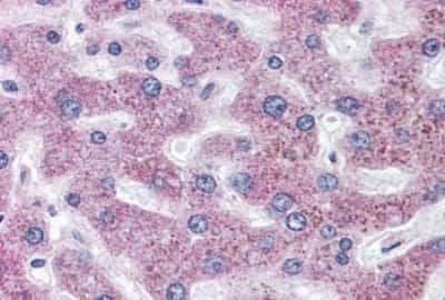 Immunohistochemistry-Paraffin: SLC5A11 Antibody [NBP3-14474]