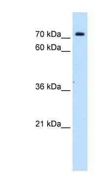 Western Blot: SLC5A11 Antibody [NBP1-59635]