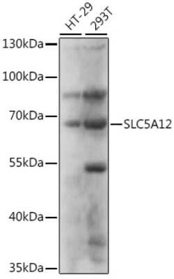 Western Blot: SLC5A12 AntibodyAzide and BSA Free [NBP2-93974]