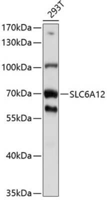 Western Blot: SLC6A12 AntibodyBSA Free [NBP3-05085]