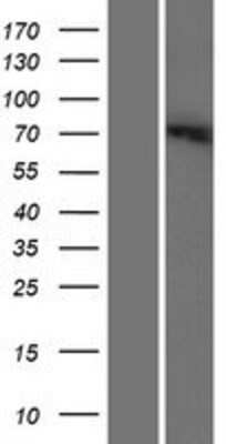 Western Blot: SLC6A12 Overexpression Lysate [NBP2-08044]