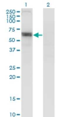 Western Blot: SLC6A16 Antibody (2E5) [H00028968-M13]