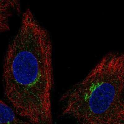 Immunocytochemistry/ Immunofluorescence: SLC6A16 Antibody [NBP2-57364]