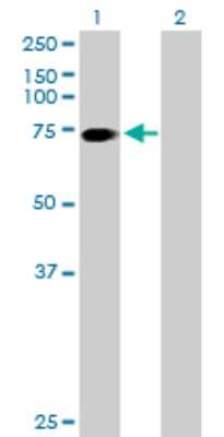 Western Blot: SLC6A17 Antibody [H00388662-B01P]