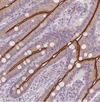 Immunohistochemistry-Paraffin: SLC6A19 Antibody [NBP2-48784]