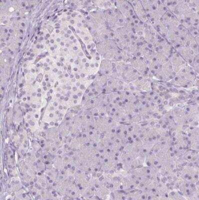Immunohistochemistry-Paraffin: SLC6A19 Antibody [NBP2-48784]