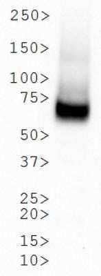 Western Blot: SLC6A3/DAT1 Antibody (mAb16)Azide and BSA Free [NBP2-80954]