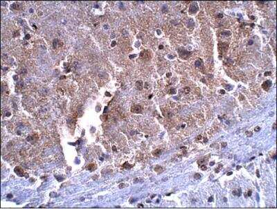 Immunohistochemistry-Paraffin: SLC7A10 Antibody [NBP3-12252]
