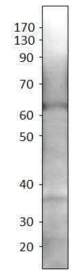 Western Blot: SLC7A10 Antibody [NBP3-12252]