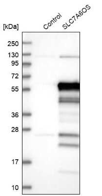 Western Blot: SLC7A6OS Antibody [NBP1-82260]