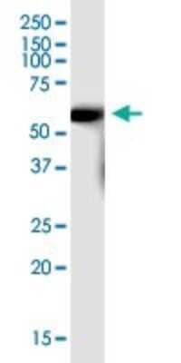 Western Blot: SLC7A7 Antibody [H00009056-B01P]