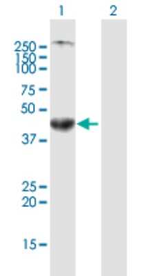 Western Blot: SLC7A7 Antibody [H00009056-B01P]