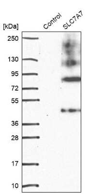 Western Blot: SLC7A7 Antibody [NBP1-82826]