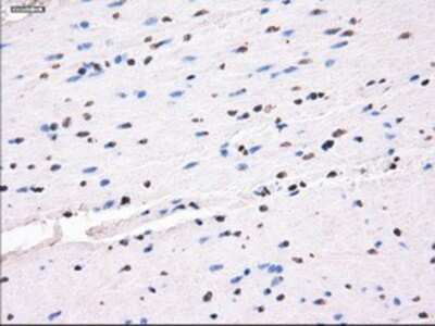 Immunohistochemistry-Paraffin: SLC7A8 Antibody (OTI7D6) [NBP1-47989]