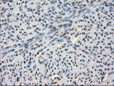 Immunohistochemistry-Paraffin: SLC7A8 Antibody (OTI7D6) [NBP1-47989]