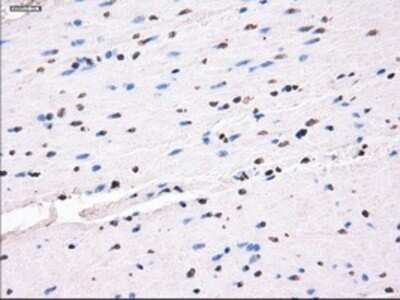 Immunohistochemistry: SLC7A8 Antibody (OTI7D6) - Azide and BSA Free [NBP2-74215]