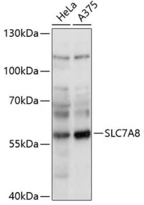 Western Blot: SLC7A8 AntibodyAzide and BSA Free [NBP2-93913]