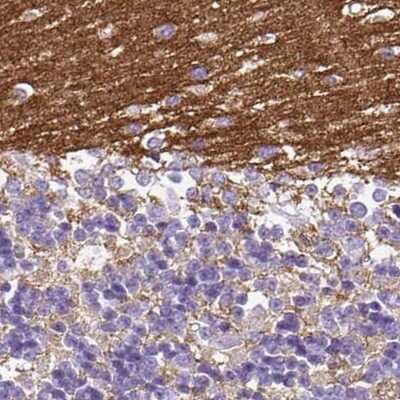 Immunohistochemistry-Paraffin: SLC8A2 Antibody [NBP2-49145]