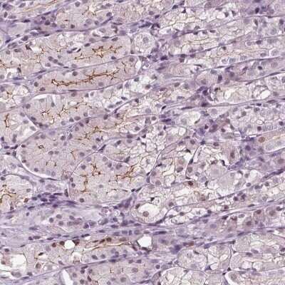 Immunohistochemistry-Paraffin: SLC9A4 Antibody [NBP2-38280]