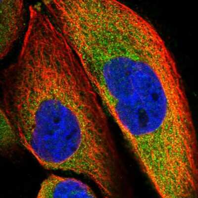 Immunocytochemistry/ Immunofluorescence: SLC9A5 Antibody [NBP1-80996]