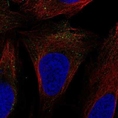 Immunocytochemistry/ Immunofluorescence: SLC9A7 Antibody [NBP2-57956]