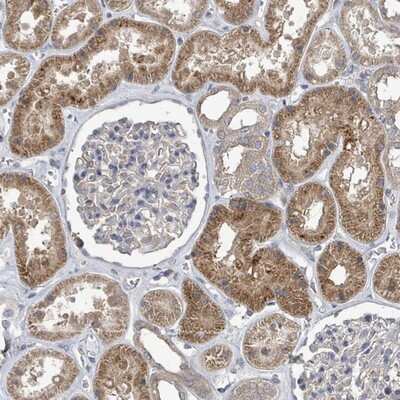 Immunohistochemistry-Paraffin: SLC9A7 Antibody [NBP2-13347]