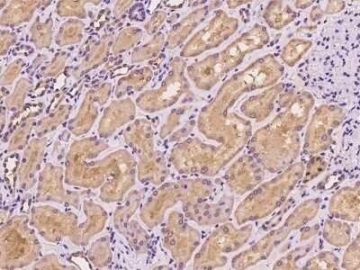 Immunohistochemistry-Paraffin: SLC9A7 Antibody [NBP2-98612]