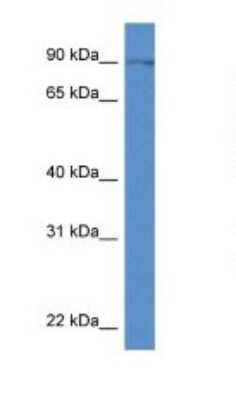 Western Blot: SLC9A7 Antibody [NBP1-79719]