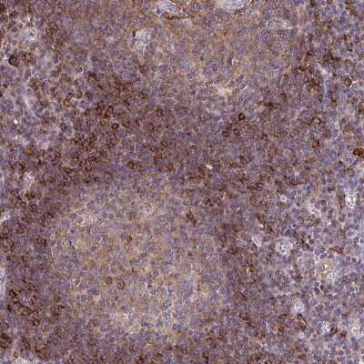 Immunohistochemistry-Paraffin: SLC9A9 Antibody [NBP2-34102]