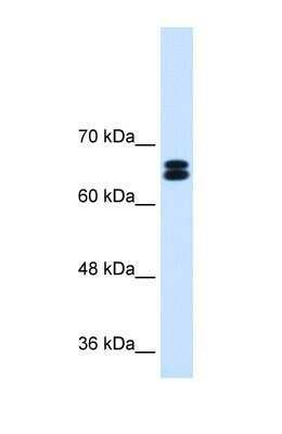 Western Blot: SLC9A9 Antibody [NBP1-59901]