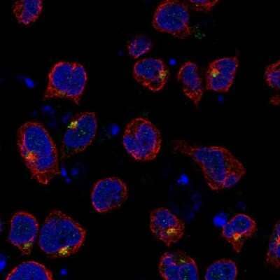 Immunocytochemistry/ Immunofluorescence: SLC9B1 Antibody [NBP2-56493]