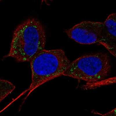 Immunocytochemistry/ Immunofluorescence: SLC9B1 Antibody [NBP2-58598]