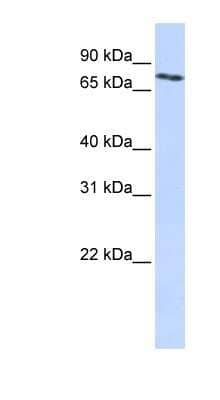 Western Blot: SLCO2B1 Antibody [NBP1-59811]