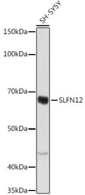 Western Blot: SLFN12 AntibodyAzide and BSA Free [NBP3-15967]