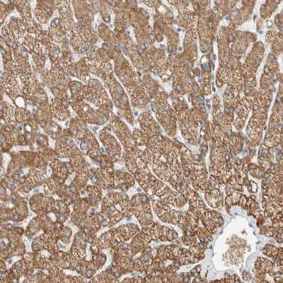 Immunohistochemistry-Paraffin: SLFN12L Antibody [NBP1-91060]