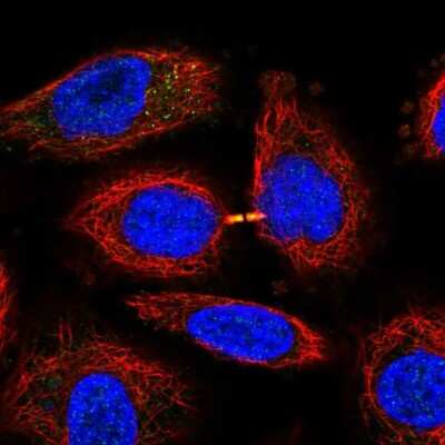 Immunocytochemistry/ Immunofluorescence: SLFN13 Antibody [NBP1-93879]