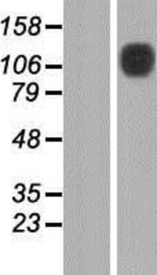 Western Blot: SLFN13 Overexpression Lysate [NBP2-05547]