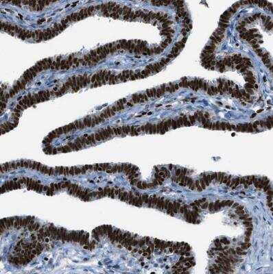 Immunohistochemistry-Paraffin: SLFN5 Antibody [NBP1-81178]