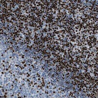 Immunohistochemistry-Paraffin: SLFN5 Antibody [NBP1-81178]